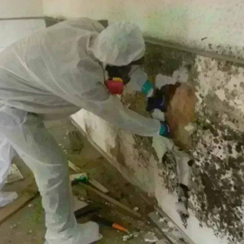 Mold Remediation and Removal in Nicollet County, MN